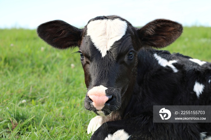 Close-up of face and head of hour old Holstein calf laying in the grass with reflection of her twin brother in left eye