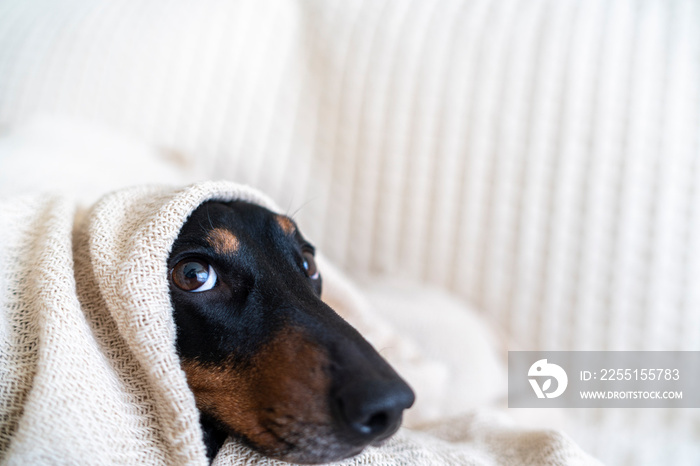 adorable, animal, blanket, breed, brown, canine, cold, comfort, couch, cute, dachshund, dog, doggy, domestic, friend, funny, happy, home, looking, nose, old, pedigree, pet, portrait, relax, rest, sad,