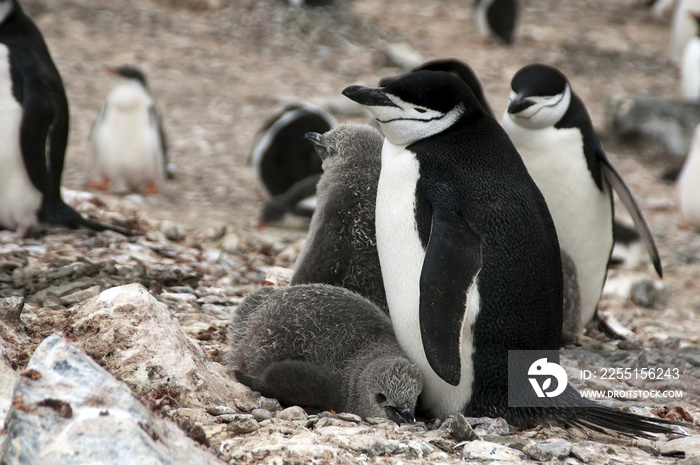 Livingston Island Antarctica, chinstrap penguin with fledglings on nest