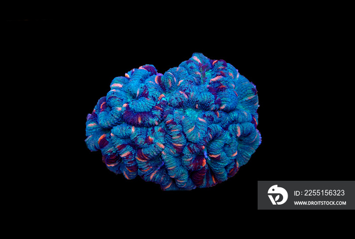 Wellsophyllia folded open brain LPS coral