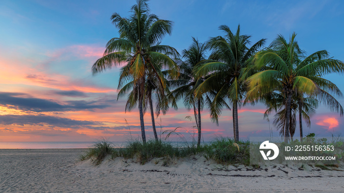 Palm trees on Miami Beach at sunrise, South Beach, Florida