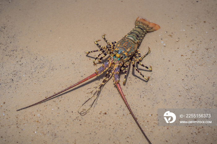 Spiny lobster inhabits tropical and subtropical waters