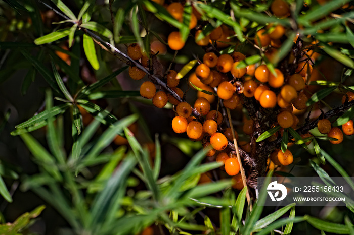 Rokitnik zwyczajny (Hippophae rhamnoides L.).  Krzew - pomarańczowe owoce - jagody.