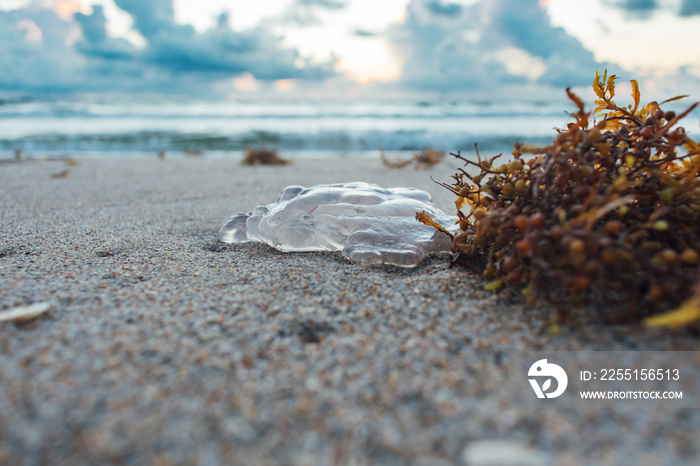 close up of a jellyfish and seaweed washed up on the shore with the ocean and sky in the background