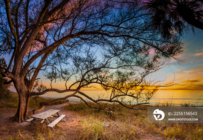 Picnic bench under tree on Manasota Key.