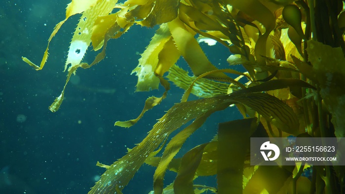 Light rays filter through a Giant Kelp forest. Macrocystis pyrifera. Diving, Aquarium and Marine concept. Underwater close up of swaying Seaweed leaves. Sunlight pierces vibrant exotic Ocean plants