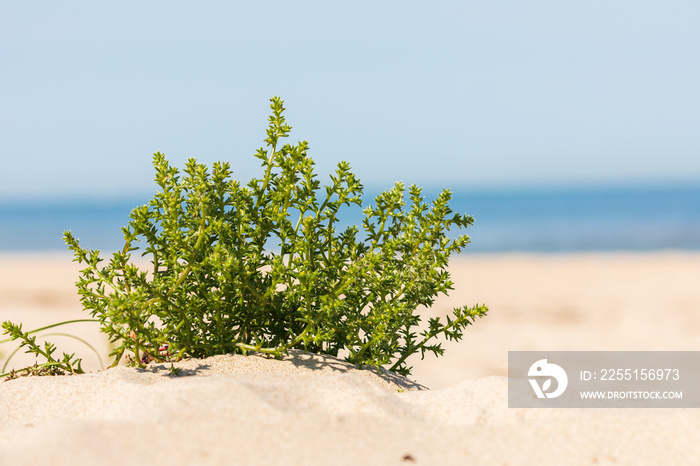 Ostseestrand in Dänemark im Sommer