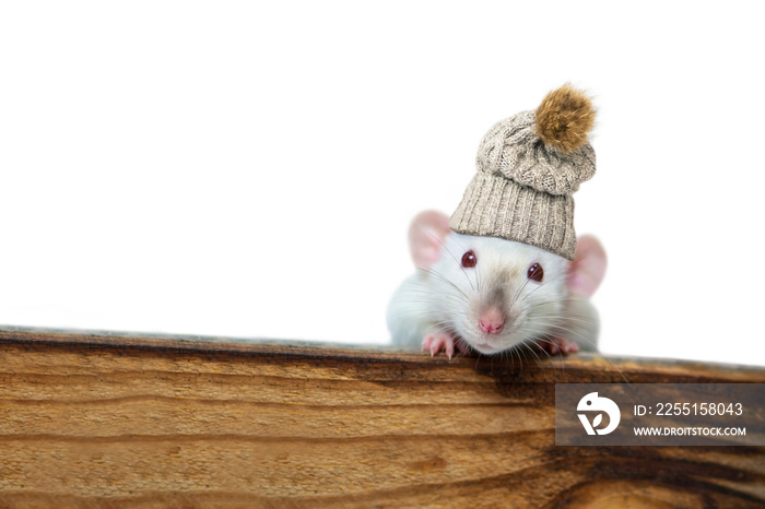 funny rats in a knitted hat looks with interest from behind a wooden board on a white background