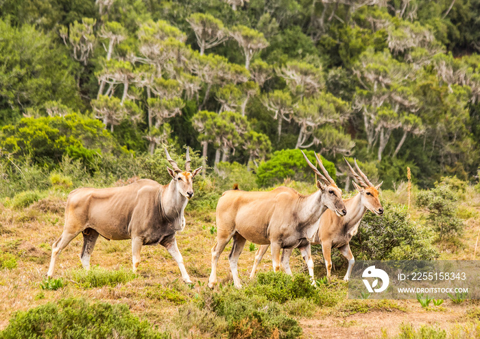 Three adult Elands make their way across the valley against a backdrop of Euphorbia trees in the Eastern Cape, South Africa