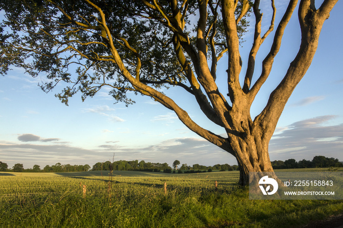 Morning sunlight in County Antrim - Northern Ireland