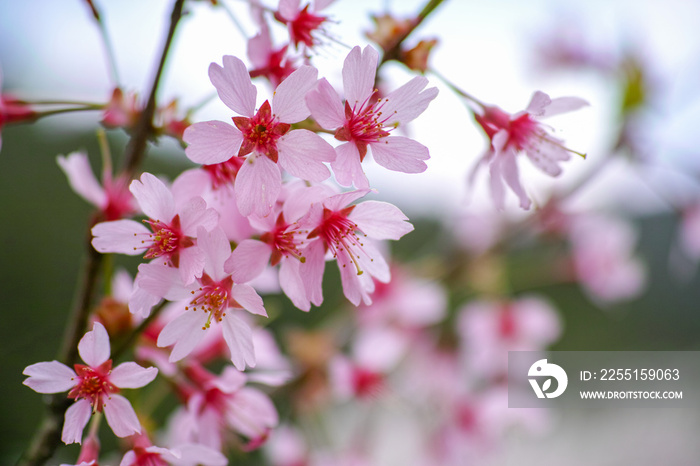 満開の桜