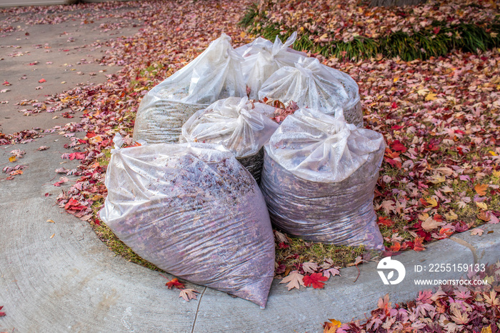 Clear bags of fall leaves with moisture inside  by curb with yard covered in colored leaves