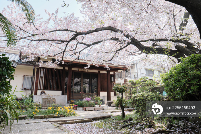 Cherry Blossom Trees in the Temple Garden