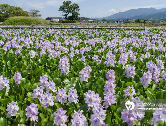 本薬師寺跡（奈良県橿原市）のホテイアオイ