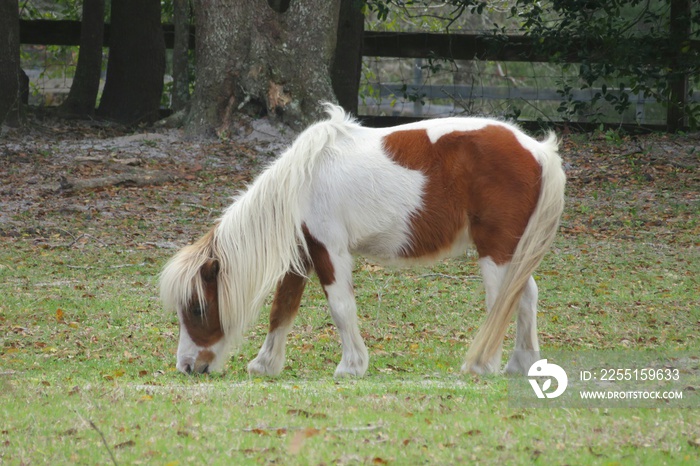 Pony horse eating grass on Florida farm