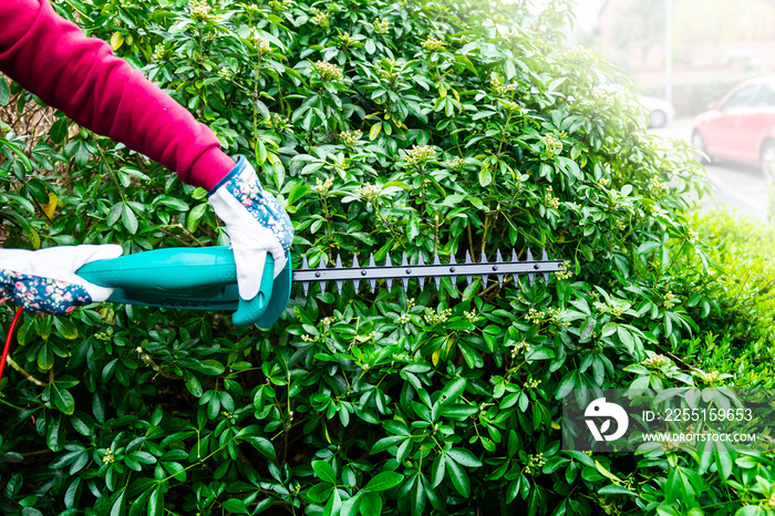 Cutting a hedge with electrical hedge trimmer. Shrubs pruning in the springtime.