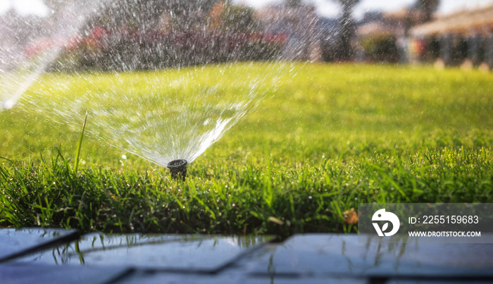 Automatic sprinkler system watering the lawn. Close-up