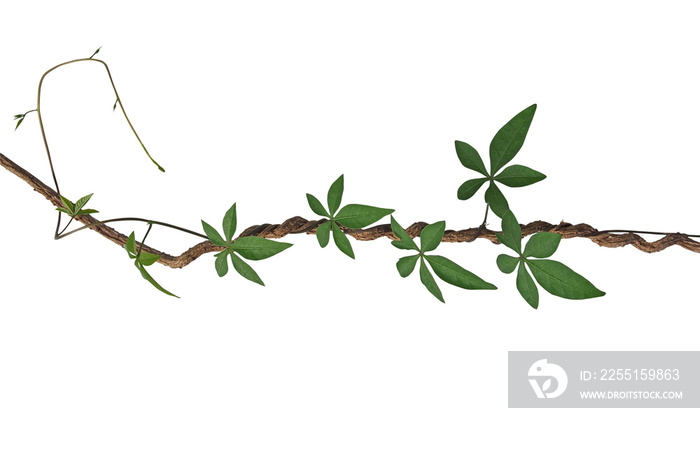 Twisted jungle vines with palmate leaves of wild morning glory liana plant isolated on white background, clipping path included.