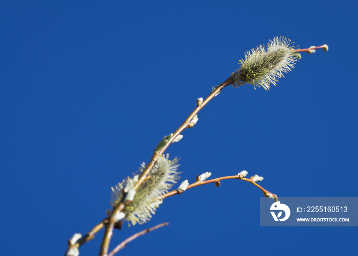 Catkins in a branch with pollen against blue sky in the spring