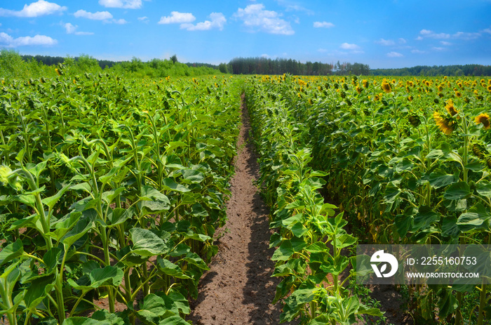 Sunflower field at summer