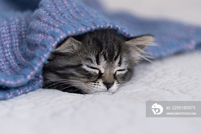 muzzle of a cute kitten peeks out from under a purple knitted blanket. cat basks in cool autumn weather. winter season