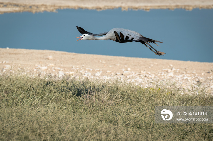 A Blue Crane flying in front of a watering hole.  Image taken in Etosha National Park, Namibia.