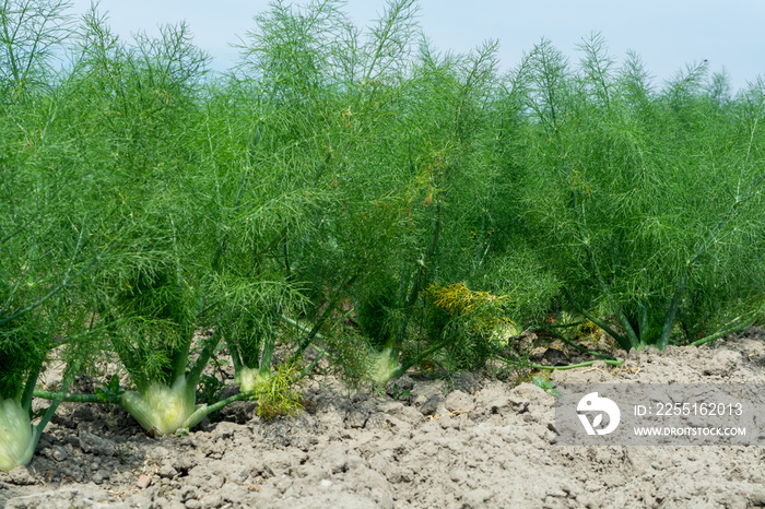 Farm field with growing green annual Florence Fennel bulbing plants. Foeniculum vulgare azoricum.