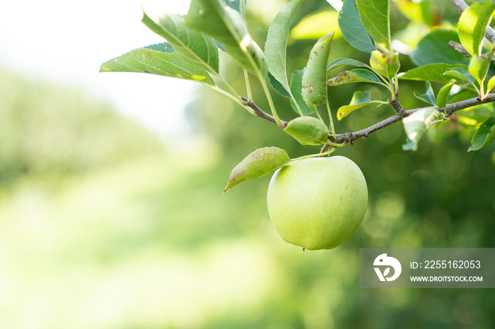 Ripe green apples on a branch of an apple tree close-up