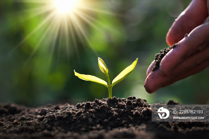 hand planting sprout in garden with sunshine