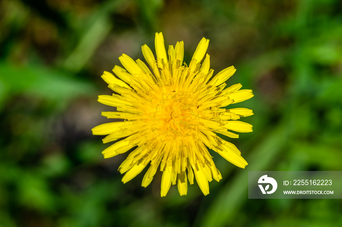 Beautiful wild growing flower yellow dandelion on background meadow