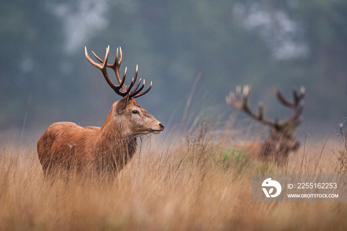 Red Deer in the long grass during the annual rut  in the United Kingdom