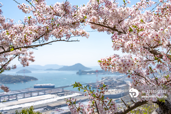 広島市南区黄金山　満開の桜越しに広島湾を望む