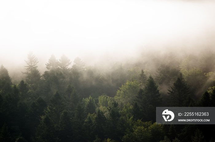 Krajobraz leśny wierzchołki drzew las we mgle panorama