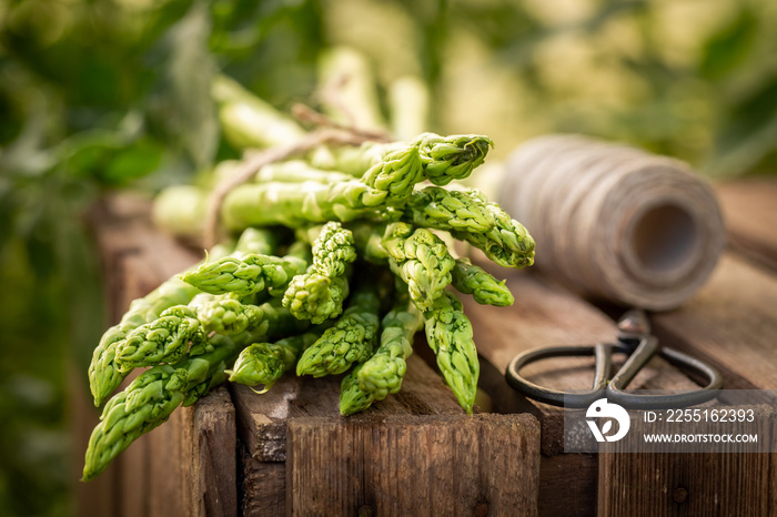 Fresh green asparagus in a rustic greenhouse