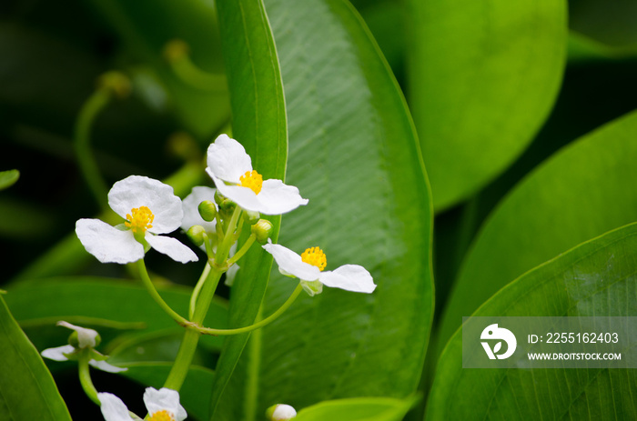 Beautiful gentle white  Sagittaria latifolia  flower on its branch in a spring season at a botanical garden.