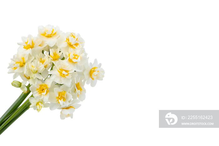 Beautiful white and yellow flower bouquet isolated on white background, clipping path. Full Depth of field. Focus stacking. PNG