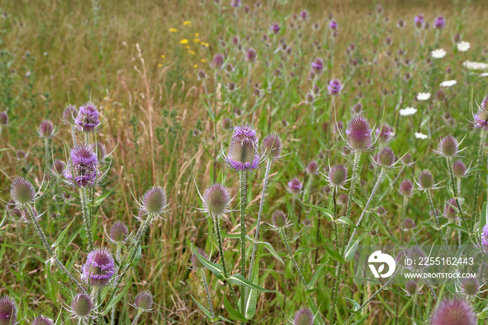 Dipsacus fullonum. Green wild Teasel or thistle, spiky plant with thorn on a meadow.