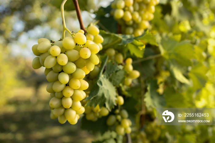 bunch of white grape on the vine in vineyard