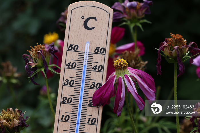 Hot summer - a thermometer shows high temperatures