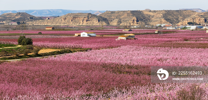 Peach Trees in Early Spring Blooming in Aitona, Catalonia