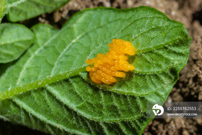 Colorado potato beetle eggs eat potato leaves, Leptinotarsa decemlineata