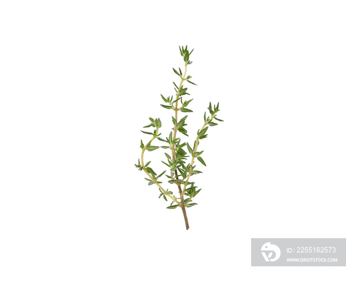 Thyme sprigs isolated on a white background