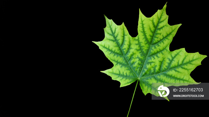 Close-up of a green sugar maple leaf with a black background