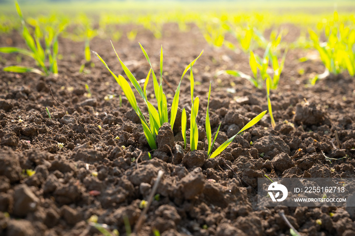 freshly planted young shoots of a plant in a field or field as agricultural yield in spring