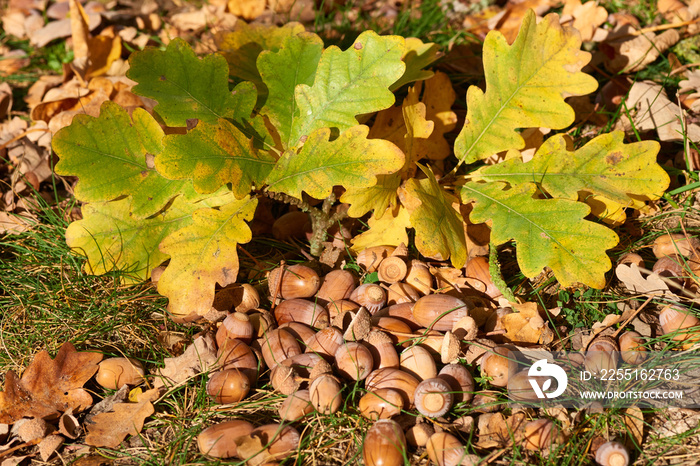 Eicheln auf dem Waldboden im Herbst