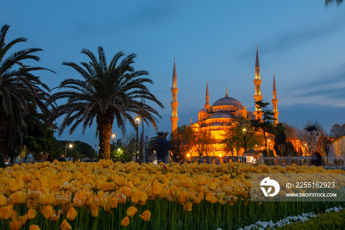 Tulips in Istanbul during Tulip festival, in Sultanahmet region with Hagia Sophia