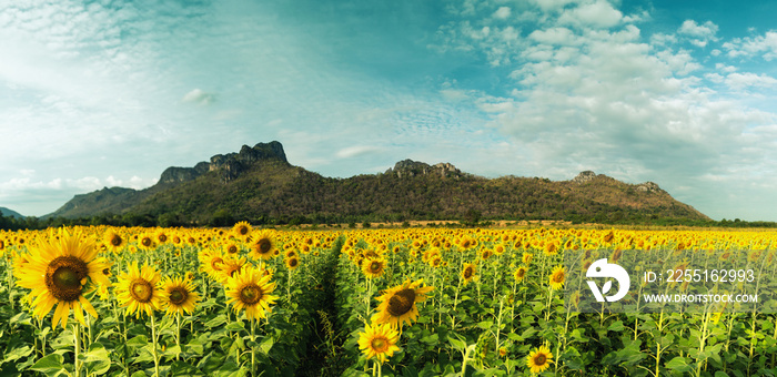 Sunflower field in evening time with sunset