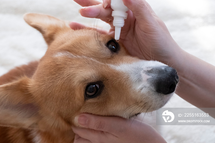 the hostess or veterinarian puts drops in the eye of corgi dog. Animal eye drops