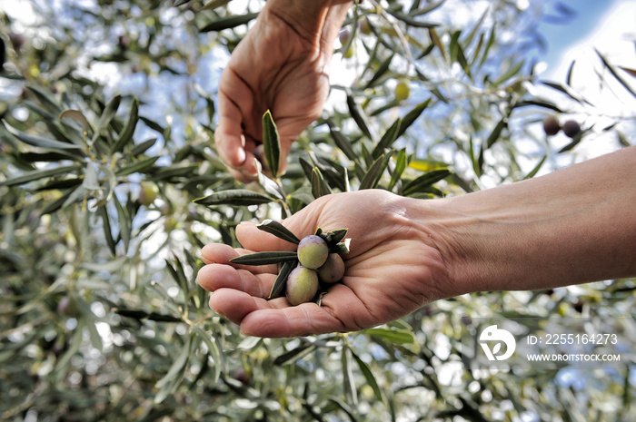 Hands adult woman engaged to pick olives.