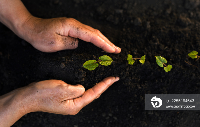 Hands of a old woman planting green seedlings in soil. Protect nature and earth day, environment concept.